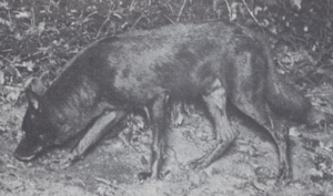 The Wolves of North America (1944) Canis rufus gregoryi