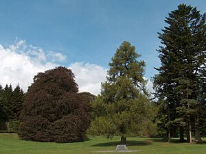 Trees in Coole Park, Co. Galway - geograph.org.uk - 1658962