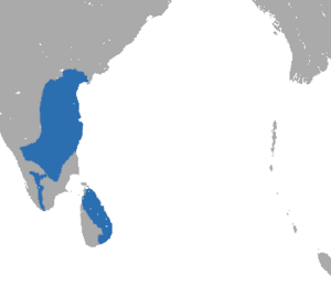 Tufted Gray Langur area.png