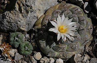 Turbinicarpus jauernigii