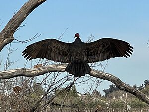 Turkey Vulture, Sycamore Grove Park - Livermore Area Recreation and Park District, Livermore, CA, US imported from iNaturalist photo 349271286