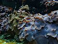 Vancouver Mushroom Coral