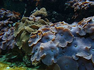 Vancouver Mushroom Coral