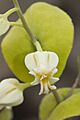 Variable Jewelflower