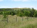 Woodland, Hill of Beath - geograph.org.uk - 1385526