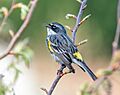 Yellow-rumped warbler singing (41612) (cropped)