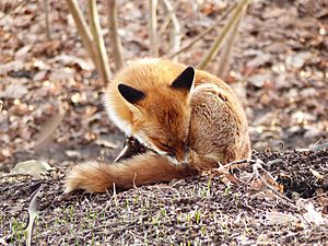 Young Red Fox sleeping