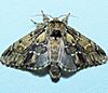 - 7917 – Hyperaeschra georgica – Georgian Prominent Moth (16038219060).jpg