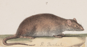 Acomys perchal - 1700-1880 - Print - Iconographia Zoologica - Special Collections University of Amsterdam - UBA01 IZ20500099 (cropped)