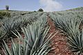 Agave Tequila Jalisco 2