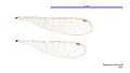 Agriocnemis rubricauda male wings (34441604720)