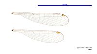 Agriocnemis rubricauda male wings (34441604720)