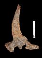 Agujaceratops mariscalensis postorbital horn by Nick Longrich
