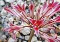 Allium fimbriatum
