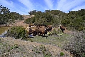 American Bison (Bison bison) Catalina (2) 04