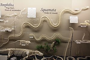 Anaconda and Squamata skeletons