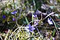 Anemone hepatica in the Horsan nature reserve