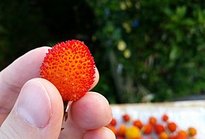 Arbutus unedo fruit close-up