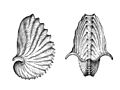 Argonauta argo shell