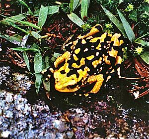 Atelopus petersi imported from iNaturalist photo 56815472 on 4 August 2020.jpg