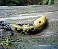 Banana Slug-1.jpg