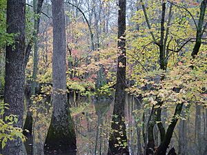 Bayou DeView watershed - Cache River National Wildlife Refuge