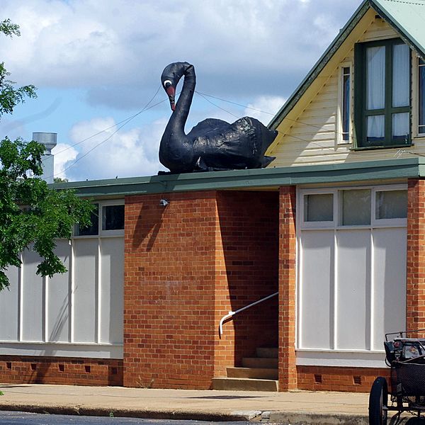 Big Swan in Dunedoo NSW