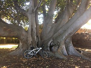 Bike and Ficus macrophylla
