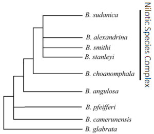 Biomphalaria Phylogenetic Tree