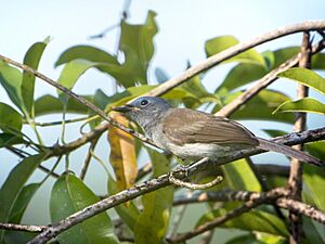 Black-naped Monarch (Female).jpg