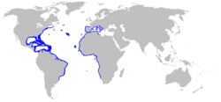 Blackfin Sorcerer Eel Distribution Map.png