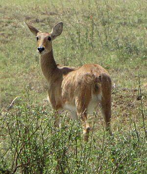 Bohor Reedbuck, female, Serengeti