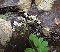Boykinia aconitifolia Brook saxifrage