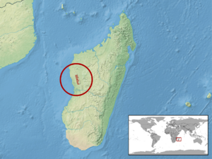 Brookesia exarmata distribution.png