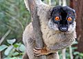 Brown Lemur in Andasibe