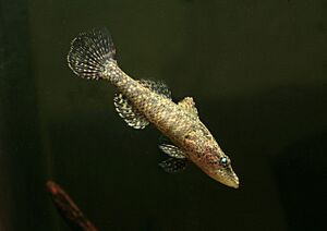 Crazy fish Facts for Kids