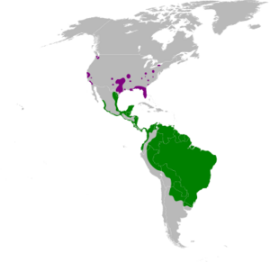 Cairina moschata map.svg
