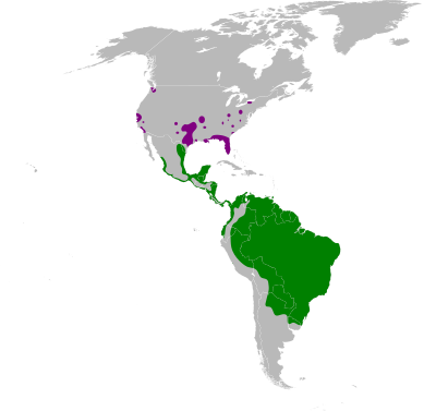 Cairina moschata map