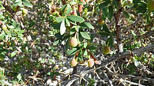 Calafate-Berberis buxifolia 02