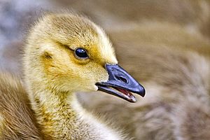 Canada goose gosling - natures pics