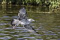 Caspian gull (Larus cachinnans) juvenile in flight Danube delta