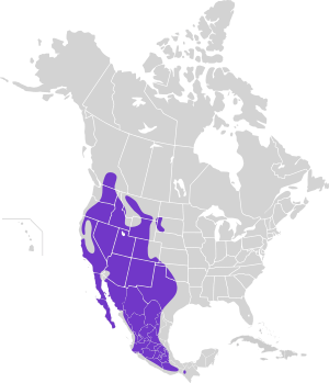 Catherpes mexicanus map.svg