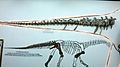 Caudal vertebrae Tangvayosaurus hoffeti