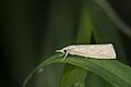 Chilo suppressalis (40968316905)