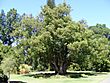 Cinnamomum camphora - Botanic Gardens.jpg