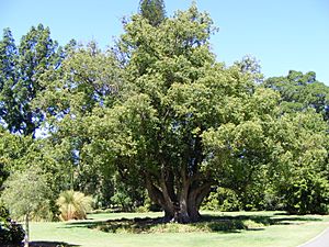 Cinnamomum camphora - Botanic Gardens