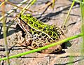 Cokeville Meadows National Wildlife Refuge (12911428934)