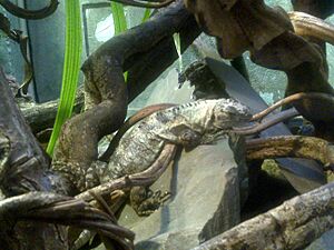 Ctenosaura bakeri 02