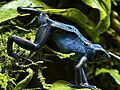 Dendrobates tinctorius, Blue poison dart frog