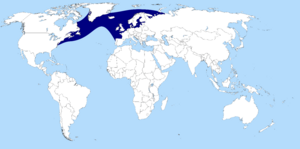 Distribution of Atlantic salmon